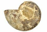 Jurassic Cut & Polished Ammonite Fossil (Half) - Madagascar #223256-1